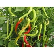 Lombardo Tago   1,000 szem