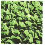 Apollo F.1   50.000 szem