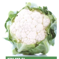 Atalaya F.1   2.500 szem