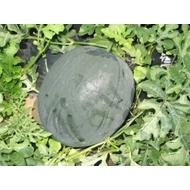 Bingoplus  F.1.  1,000 szem