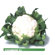 Cashmere F.1   2.500 szem