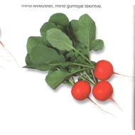 Gloriette F.1  10.000 szem