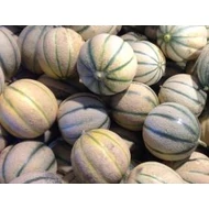 Jannet  F.1.    500 szem