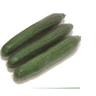 Minotaurus F.1  1.000 szem