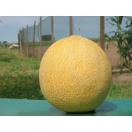 Galia  F.1.     500 szem