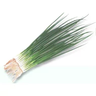 Yoda  F.1.  100,000 szem