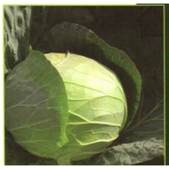 Hollywood  F.1.   2,500 szem Hollywood  F.1.   2,500 szem