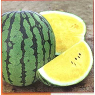 Peace  F.1.  500 szem