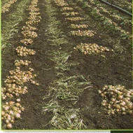 SENSHYU YELLOW       125.000 szem