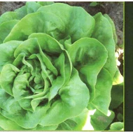 Helmut     1,000 szem