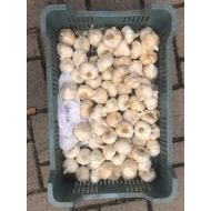 Fokhagyma  Garcua    50-55 mm