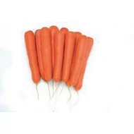 Octavo  F.1.   100,000 szem Vilseed  1,8 - 2,0 mm