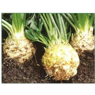 Asterix  F.1.   2,500 szem