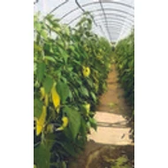 AL 4075  F.1.   500 szem