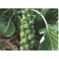 Brillant F.1.    2,500 szem