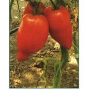 Cornabel F.1.  500 szem