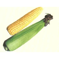 Kiara  F.1.  5,000 szem