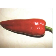 Keyten  F.1.    500 szem