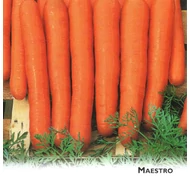 Maestro F.1.   25,000 szem  Vilseed   1,6 - 1,8 mm