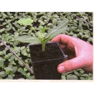 Nimbus F.1.   1.000 szem (Alany)