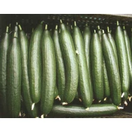 Pindos F.1.   100 szem