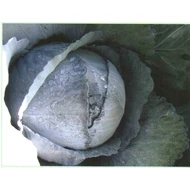 Rovite F.1.   2,500 szem