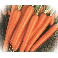 Soprano  F.1.   100,000 szem  Vilseed  1,8 - 2,0 mm