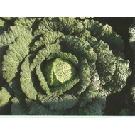 Tourmaline F.1.   2,500 szem