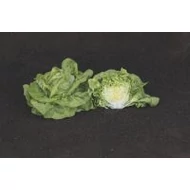 Luceris  5.000 szem
