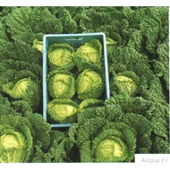 Alcosa F.1.  2.500 szem  prec.