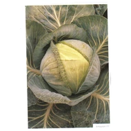 Amazon  F.1.   2.500 szem  prec. Amazon  F.1.   2.500 szem  prec.