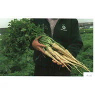 Arat  25,000 szem  ECS, Prec