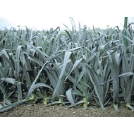 Colombus  10.000 szem