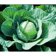 Farao  F.1.    2.500 szem  prec. Farao  F.1.    2.500 szem  prec.