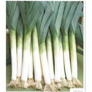 Lancelot  10.000 szem