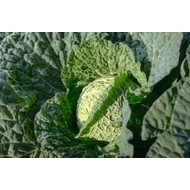 Lodosa  F.1.    2,500 szem