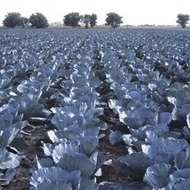 Ranchero F.1.  2.500 szem  prec.