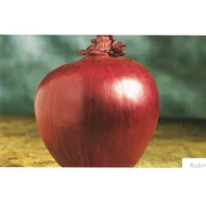 Robin    10.000 szem