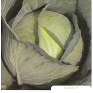 Typhoon F.1.  2.500 szem  prec. Typhoon F.1.  2.500 szem  prec.