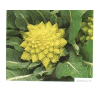 Veronica F.1.(Romanesco)  2.500 szem pr