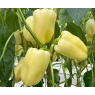 Bagolyrez  F.1.   250 szem