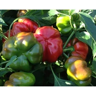 Gogorez  F.1.   250 szem