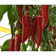 Ivanov F.1.   250 szem