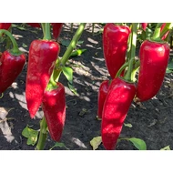 Szilaj  F.1.     250 szem