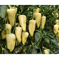 Zentus F.1.   250 szem