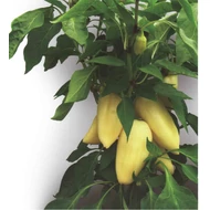 Antal F.1.   250 szem 