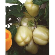 Bóbita F.1.   1.000 szem