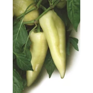 Mórahalom  F.1.  5.000 szem