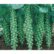 Casiopea  F.1.   2,500 szem