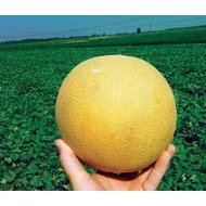 Citirex  F.1.  500 szem